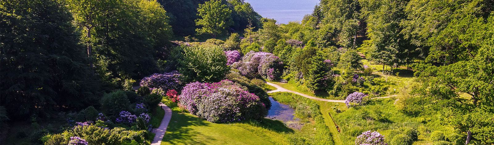 Great beautiful rhodododendron adorns the park in the spring and early summer